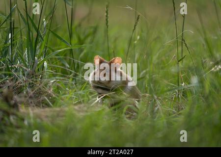 Europäischer Hamster versteckt sich im Gras. Seltene Hamster suchen nach Nahrung. Orange und Weiße Nagetiere in Europa. Wildtiere im Sommer. Stockfoto