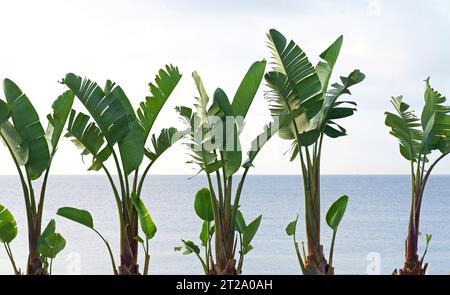 Bananenpalmen vor dem Hintergrund des Meeres Stockfoto