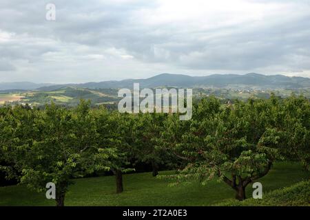 Ein Obstgarten mit Kirschbäumen und Reifen Kirschen in Bagnols auf einer Terrasse mit Blick auf Ackerland, Le Bois-d'Oing und die Hügel der Auvergne-Rhône-Alpes Stockfoto