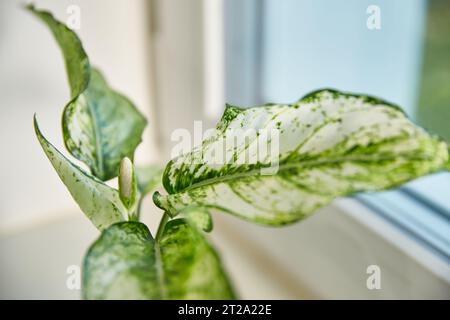 Blühendes aglaonema in einem Topf. Kiwi Varietät oder Frühjahrsschnee, Nahaufnahme. Chinesische immergrüne Pflanze, exotisches tropisches Blatt Stockfoto