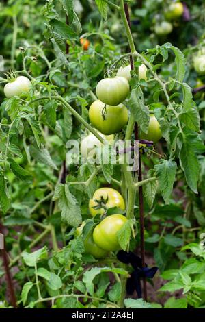 Im Sommer wachsen im Garten spät unreife grüne Tomaten. Tomaten als Unternehmen anbauen. Landwirtschaft Stockfoto