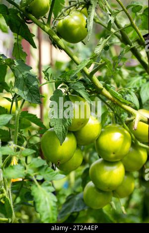 Im Sommer wachsen im Garten spät unreife grüne Tomaten. Tomaten als Unternehmen anbauen. Landwirtschaft Stockfoto