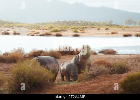 Ein Nilpferd, der seine Mahlzeit in den südafrikanischen midlands während einer Safari im Aquila Private Game Reserve isst Stockfoto