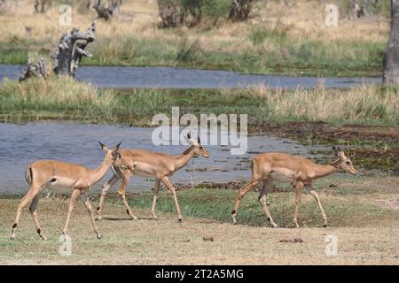 Impala, die wichtigste Pflanzenfresser-Beute von so vielen Fleischfressern in Afrika. Stockfoto