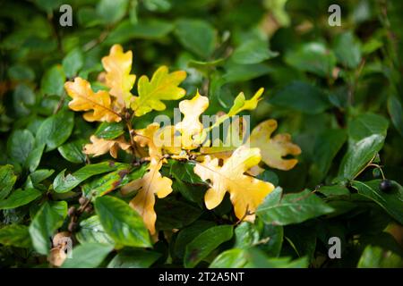 Eichenblätter im Herbst. Grüne und gelbe wellige Blätter auf dem Baum bei sonnigem Herbstwetter. Foto in hoher Qualität. Stockfoto