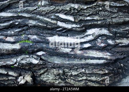 Weiße und graue Textur von Birkenrinde und Moos. Die gewellte Textur sieht voluminös aus und riecht nach Fall. Für das Design. Foto in hoher Qualität. Stockfoto