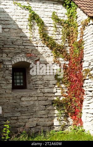 Steinstruktur auf der alten grauen Steinmauer mit Bogenfenster. Alte Mauer in Tallinn aus grauem Stein mit lockiger Pflanze und Gras. Hintergrund. Stockfoto