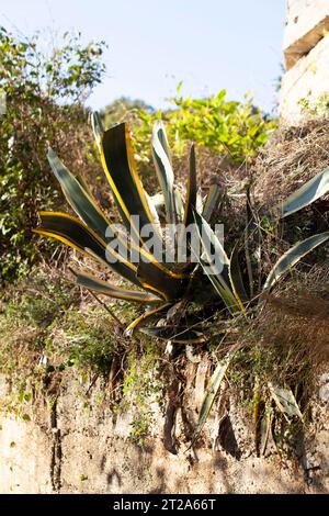 Grüne Agave wächst auf einem Berg im Gras in Montenegro. Vor dem Hintergrund von Bäumen und blauem Himmel. Budva. Seoce. Foto in hoher Qualität. Stockfoto