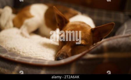 Jack-Russell-Terrier-Hund schläft friedlich in seinem Haustierbett Nahaufnahme eines niedlichen braunen und weißen Jack-Russell-Terrier-Welpen oder Hundes, der tief und fest schläft und Stockfoto
