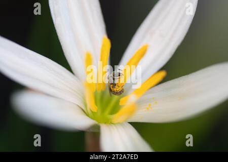 Nahaufnahme einer Ligatur-Furchenbiene, Halictus ligatus, sammelt Pollen aus den Stamen einer weißen Regenlilie, Zephyranthes candida. Stockfoto