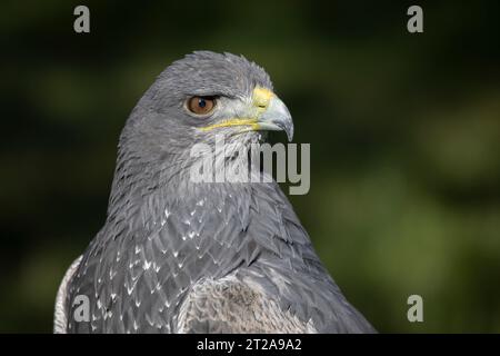 Ein halblanges Porträt eines chilenischen Blauadlers, Geranoaetus melanoleucus. Er ist auch als Schwarzbrüchiger Bussardadler bekannt. Stockfoto