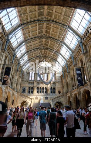 Berühmte naturwissenschaftliche Museumshalle mit Walskelett als Hauptausstellung, die an der Decke über den Besuchern hängt. 10. Oktober 2023 in London, Großbritannien. Stockfoto