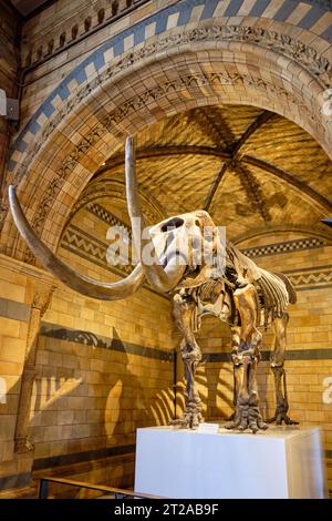 Mammut Skelett im Natural History Museum in London. 10. Oktober, London, Großbritannien. Stockfoto