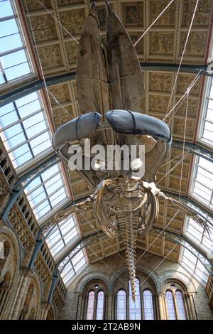 Blauwal-Skelett in der Haupthalle des Natural History Museum of London, 10. Oktober 2023 in London, Großbritannien. Stockfoto