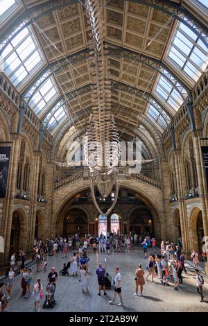 Berühmte naturwissenschaftliche Museumshalle mit Walskelett als Hauptausstellung, die an der Decke über den Besuchern hängt. 10. Oktober 2023 in London, Großbritannien. Stockfoto