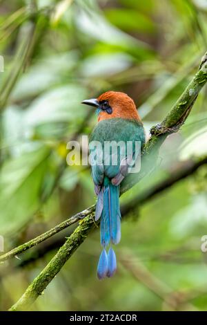 Breitschnabel-Motmot (Electron platyrhynchum), ziemlich häufiger Mittel- und südamerikanischer Vogel aus der Familie der Momotidae. Stockfoto