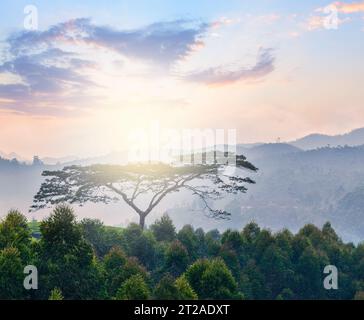 Einsamer Baum auf Sonnenaufgang in Bergen Stockfoto