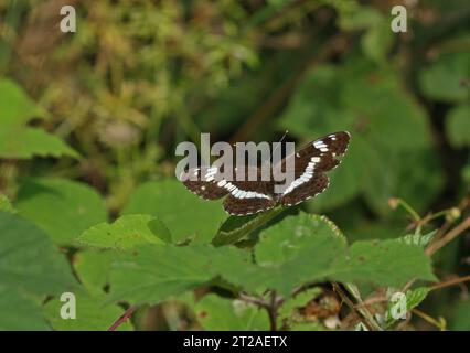 Weißer Admiral (Ladoga camilla), Erwachsener in Ruhe auf Blatt mit offenen Flügeln Norfolk, UK. Juli Stockfoto