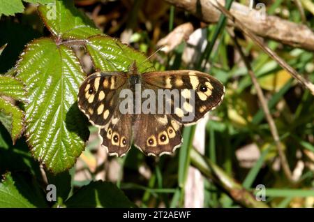 Gesprenkeltes Holz (Pararge Aegeria), Erwachsene, sonnen mit offenen Flügeln Eccles-on-Sea, Norfolk, Großbritannien. Mai Stockfoto