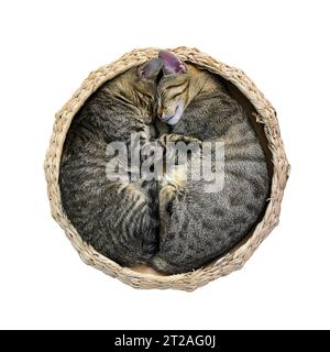 Katzenbett isoliert auf weißem Hintergrund; zwei niedliche Katzen schlafen in einer Umarmung Stockfoto