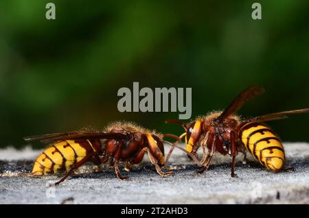 Zwei Hornissen vespa crabro Stockfoto