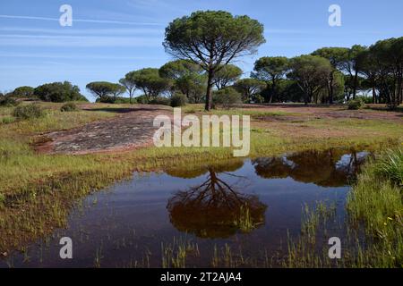 Steinkiefern auch bekannt als Umbrella Pines Pinus pinea, reflektiert in einem Pool oder Teich auf der Plaine des Maures, oder Maures Plain, Naturschutzgebiet Var Provence Frankreich Stockfoto