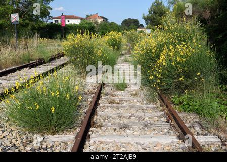 Spanischer Besen, Sparticum junceum, auch bekannt als Rush Broom oder Weaver's Broom, eine invasive Art, die auf verlassenen Bahngleisen wächst Stockfoto