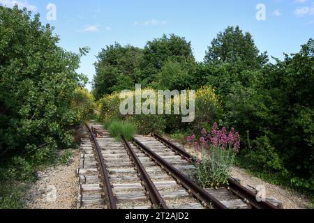 Spanischer Besen, Sparticum junceum, auch bekannt als Rush Broom oder Weaver's Broom und Red Valerium, Centranthus ruber, wachsen auf verlassenen Eisenbahngleisen Stockfoto