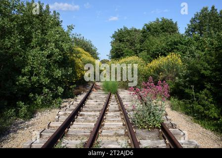 Spanischer Besen, Sparticum junceum, auch bekannt als Rush Broom oder Weaver's Broom und Red Valerium, Centranthus ruber, wachsen auf verlassenen Eisenbahngleisen Stockfoto