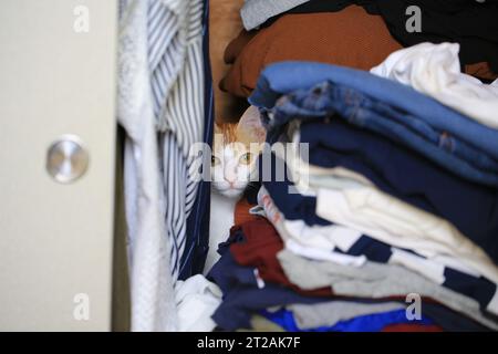 ingwerkatze versteckt sich in der Garderobe Stockfoto