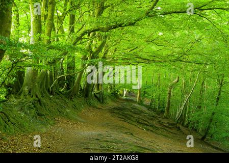 Buchen (Fagus sylvatica) im Wald auf Wellington Hill in den Blackdown Hills, Somerset, England. Stockfoto