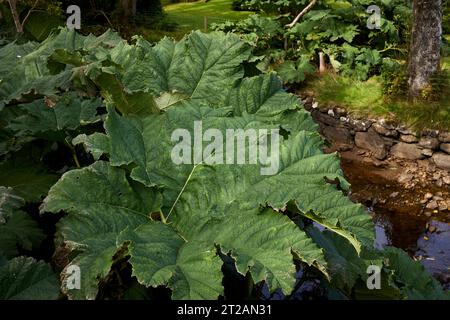 Eine riesige, gesunde Gunnera Pflanze, die am Ufer des Loch Goil bei Carrick Castle wächst Stockfoto