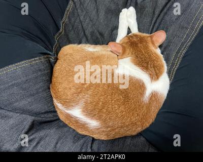 Ingwer-Katze liegt auf dem Bett Stockfoto