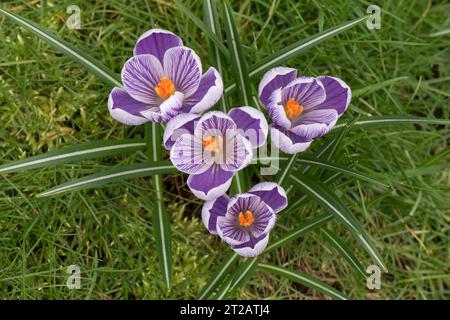 Crocus Sorte „Pickwick“ violett und weiß Frühlingsblume wächst im frühen Frühjahr auf Gras, Berkshire, März Stockfoto