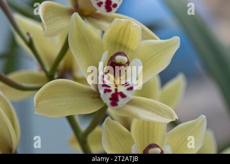 Bootsorchidee (Cymbidium spp.) Gelbe Ockerblüte auf blühender Pflanze im Innenbereich mit ähnlichen Blütenblättern und Sepalen und hochmodifiziertem Blütenblatt, das die Labellum verschmolzen hat Stockfoto