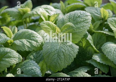 Melisse oder Melisse sanft (Melissa officinalis) ein kulinarisches oder medizinisches Kraut mit duftenden Blättern nach Zitrone, berkshire, Mai Stockfoto