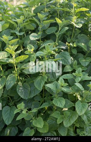 Melisse oder Melisse sanft (Melissa officinalis) ein kulinarisches oder medizinisches Kraut mit duftenden Blättern nach Zitrone, berkshire, Mai Stockfoto