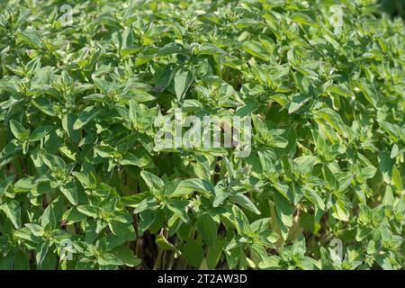 Oregano (Origanum vulgare) Blätter von hölzernen, mehrjährigen Küchenkraut Pflanze, Berkshire, Mai Stockfoto