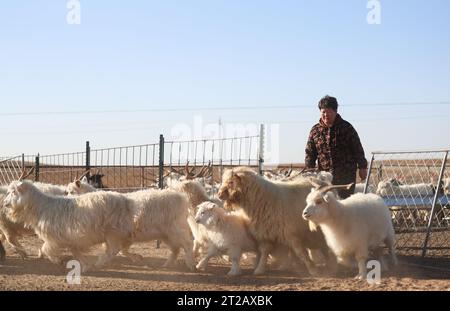(231018) -- ORDOS, 18. Oktober 2023 (Xinhua) -- Dorjis Frau Sodtsetseg herdet Ziegen in Otog Banner of Ordos, nordchinesischer Autonomer Region Innere Mongolei, 16. Oktober 2023. Dorji ist ein 61-jähriger Hirte, der in Otog Banner lebt. Während der Herbstsaison gehört Dorjis tägliche Routine zum Hüten von Pferden und Ziegen. Er hat über 200 Arabas Kaschmirziegen, die eine solide wirtschaftliche Rendite bieten. In seiner Freizeit nimmt Dorji mit seinem 91-jährigen Vater Mingan-erdeni an einer lokalen kulturellen Aktivität namens „Nair“ Teil. „Nair“ geht auf die Yuan-Dynastie (1271–1368) zurück und ist eine Form der Volkskunst, die es mit sich bringt Stockfoto