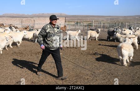 (231018) -- ORDOS, 18. Oktober 2023 (Xinhua) -- Dorji bereitet sich darauf vor, eine Ziege zu fangen, um seine Freunde in Otog Banner of Ordos, nordchinesischer autonomer Region Innere Mongolei, 16. Oktober 2023 zu behandeln. Dorji ist ein 61-jähriger Hirte, der in Otog Banner lebt. Während der Herbstsaison gehört Dorjis tägliche Routine zum Hüten von Pferden und Ziegen. Er hat über 200 Arabas Kaschmirziegen, die eine solide wirtschaftliche Rendite bieten. In seiner Freizeit nimmt Dorji mit seinem 91-jährigen Vater Mingan-erdeni an einer lokalen kulturellen Aktivität namens „Nair“ Teil. „Nair“ geht auf die Yuan-Dynastie (1271–1368) zurück und ist ein for Stockfoto