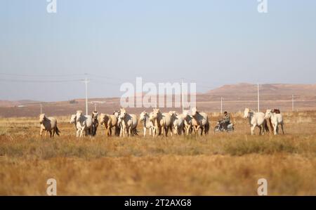 (231018) -- ORDOS, 18. Oktober 2023 (Xinhua) -- Dorji Herden Pferde in Otog Banner of Ordos, nordchinesische Autonome Region Innere Mongolei, 16. Oktober 2023. Dorji ist ein 61-jähriger Hirte, der in Otog Banner lebt. Während der Herbstsaison gehört Dorjis tägliche Routine zum Hüten von Pferden und Ziegen. Er hat über 200 Arabas Kaschmirziegen, die eine solide wirtschaftliche Rendite bieten. In seiner Freizeit nimmt Dorji mit seinem 91-jährigen Vater Mingan-erdeni an einer lokalen kulturellen Aktivität namens „Nair“ Teil. „Nair“ geht auf die Yuan-Dynastie (1271–1368) zurück und ist eine Form der Volkskunst, bei der Musik gespielt wird Stockfoto