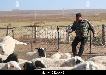 (231018) -- ORDOS, 18. Oktober 2023 (Xinhua) -- Dorji fängt eine Ziege, um seine Freunde in Otog Banner of Ordos, nordchinesischer autonomer Region Innere Mongolei, 16. Oktober 2023 zu behandeln. Dorji ist ein 61-jähriger Hirte, der in Otog Banner lebt. Während der Herbstsaison gehört Dorjis tägliche Routine zum Hüten von Pferden und Ziegen. Er hat über 200 Arabas Kaschmirziegen, die eine solide wirtschaftliche Rendite bieten. In seiner Freizeit nimmt Dorji mit seinem 91-jährigen Vater Mingan-erdeni an einer lokalen kulturellen Aktivität namens „Nair“ Teil. Nair stammt aus der Yuan-Dynastie (1271–1368) und ist eine Volksform Stockfoto