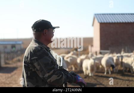 (231018) -- ORDOS, 18. Oktober 2023 (Xinhua) -- Dorji schaut seine Ziegen in Otog Banner of Ordos, nordchinesischer autonomer Region Innere Mongolei, 16. Oktober 2023. Dorji ist ein 61-jähriger Hirte, der in Otog Banner lebt. Während der Herbstsaison gehört Dorjis tägliche Routine zum Hüten von Pferden und Ziegen. Er hat über 200 Arabas Kaschmirziegen, die eine solide wirtschaftliche Rendite bieten. In seiner Freizeit nimmt Dorji mit seinem 91-jährigen Vater Mingan-erdeni an einer lokalen kulturellen Aktivität namens „Nair“ Teil. „Nair“ geht auf die Yuan-Dynastie (1271–1368) zurück und ist eine Form der Volkskunst, bei der es um das Spielen geht Stockfoto