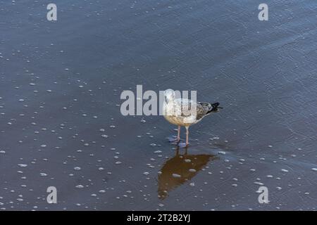 Bournemouth, Großbritannien - 22. September 2023: WESTERN Gull und seine Reflexion über den nassen Sand am Bournemouth East Beach. Stockfoto