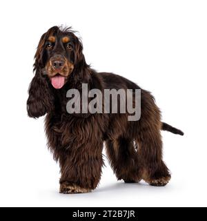 Junger erwachsener Choc und Tan Cocker Spaniel Hund, seitlich stehend. Blick auf die Kamera. Zunge nach außen. Isoliert auf weißem Hintergrund. Stockfoto