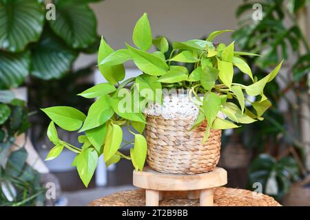 Neonfarbene „Epipremnum Aureum Lemon Lime“-Zimmerpflanze mit neongrünen Blättern im Korb Blumentopf auf dem Tisch im Wohnzimmer Stockfoto