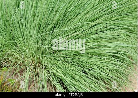 Big bluestem (Andropogon gerardii) ist ein ganzjähriges Kraut aus Ost- und Zentralamerika. Stockfoto