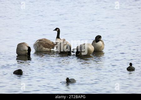 Kanadiengänse Branta canadensis, Cardiff Bay Wetlands Nature Reserve, Cardiff Bay, South Wales, Großbritannien. Stockfoto