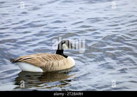 Canada Goose Branta canadensis, Cardiff Bay Wetlands Nature Reserve, Cardiff Bay, South Wales, Vereinigtes Königreich. Stockfoto