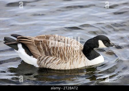 Canada Goose Branta canadensis, Cardiff Bay Wetlands Nature Reserve, Cardiff Bay, South Wales, Vereinigtes Königreich. Stockfoto